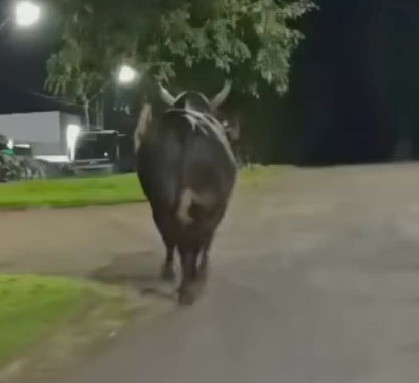 Touro com chifres caminha por rua iluminada à noite em área urbana