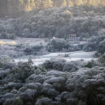 Cena matinal com vegetação coberta por geada em área de floresta e campos