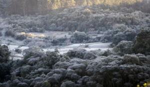 Cena matinal com vegetação coberta por geada em área de floresta e campos