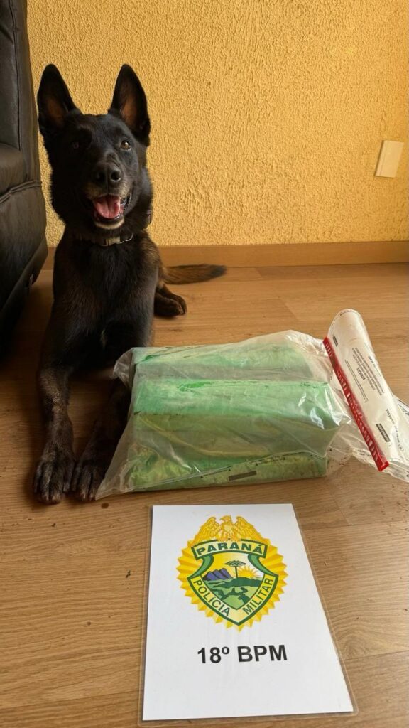 Cão de farelo sentado ao lado de pacote apreendido e placa com brasão da Polícia Militar do Paraná