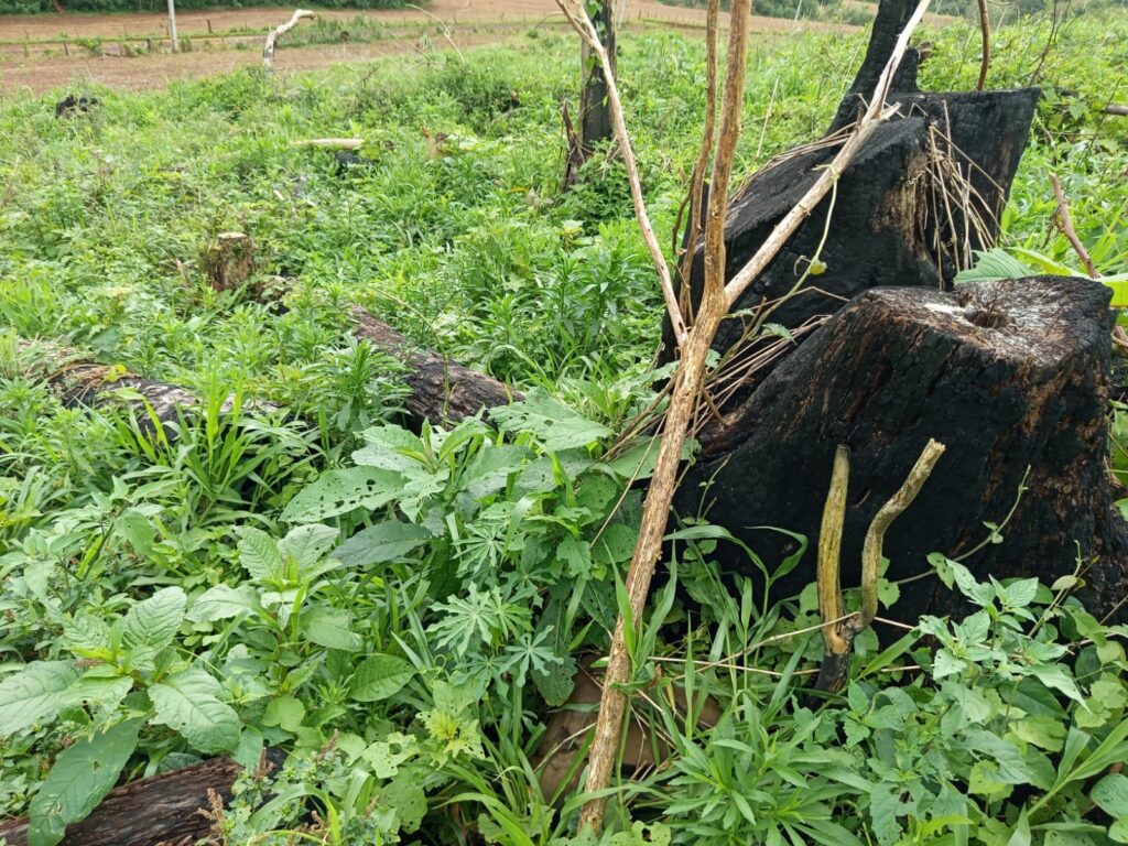 Área com restos de árvores queimadas e vegetação crescente em terreno aberto