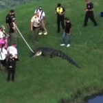 Um grupo de pessoas observa um jacaré em um gramado próximo a um corpo d'água