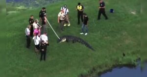Um grupo de pessoas observa um jacaré em um gramado próximo a um corpo d'água