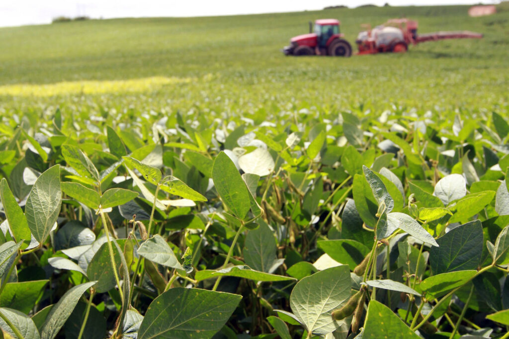 Plantio da soja chega a 6% no Norte Pioneiro
