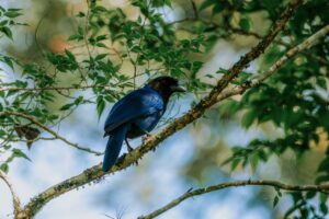 Um pássaro azul escuro pousa em um galho de árvore com folhagem verde ao fundo