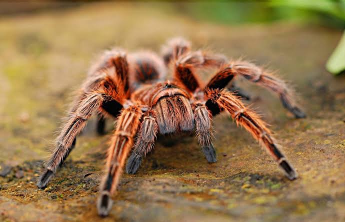 Quase 100 mil acidentes com animais peçonhentos no PR